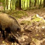 Wild-Boar.jpg