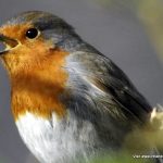 robin-1.jpg