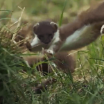 Stoat leaping on the BBC "Nature: Behind the scenes" video.