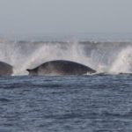 FinWhales.jpg