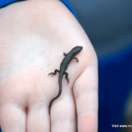 Young common lizard on a child's hand at Galley Head, West Cork