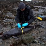 Porpoise-Stranding.jpg