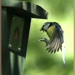 blue-tit-nest-box.jpg