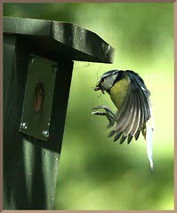 blue tit nest box