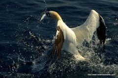 Northern Gannet makes off with its prize