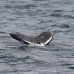 Humpback-whale-off-galley-head.jpg