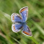 common-blue-female-l-lysaght.jpg
