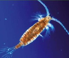 copepod