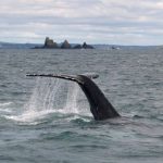humpback-whale-west-cork.jpg