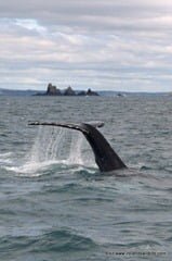 Humpback whale HBIRL20 in front of The Stags, West Cork