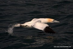 Gannet taking flight