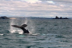Humpback HBIRL20