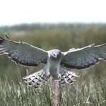 Male-Hen-Harrier.jpg