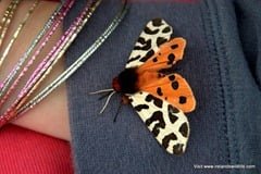 garden tiger on sleeve