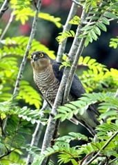 Sprawk2