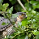 Sprawk_thumb.jpg