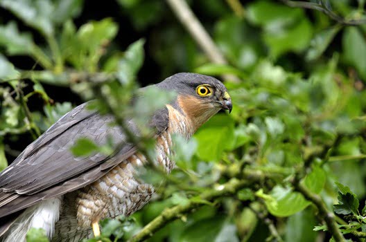 Eurasian Sparrowhawk (Accipiter nisus), Male, West Cork, Ireland
