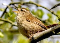 Wren (Troglodytes troglodytes), Ireland's second smallest bird