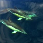 commondolphins.jpg