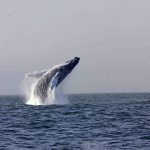Humpback Whale Wild Journeys