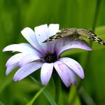 Speckled-wood.jpg