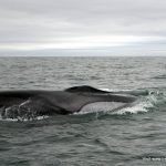 Fin whale surfacing off the West Cork coast