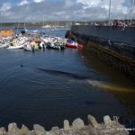 Fin whale stranding in Baltimore, West Cork