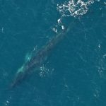 Fin whale Ireland