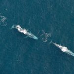 Blue Whales photographed in Ireland