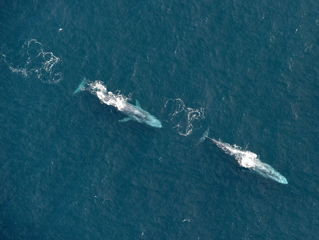 Blue whales photographed off Ireland's south coast