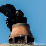 Rook on Chimney