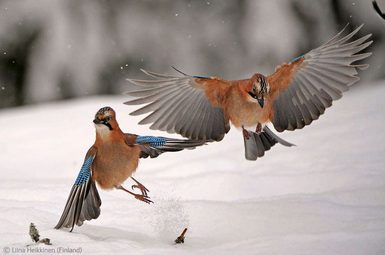 Squabbling Jays by Finnish 9-year-old Liina Heikkinen, runner up in the Under 10s category Squabbling Jays by Finnish 9-year-old Liina Heikkinen, runner up in the Under 10s category
