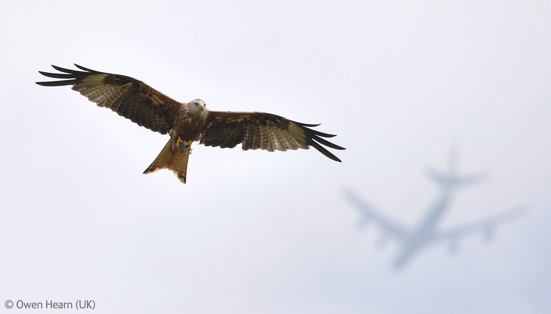 Flight-paths -- red kite by Owen Hearn, Young Wildlife Photographer of the Year 2012 Flight-paths -- red kite by Owen Hearn, Young Wildlife Photographer of the Year 2012