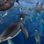 Bubble Jetting Emperors by Paul Nicklen -- overall winner in the Wildlife Photographer of the Year competition 2012