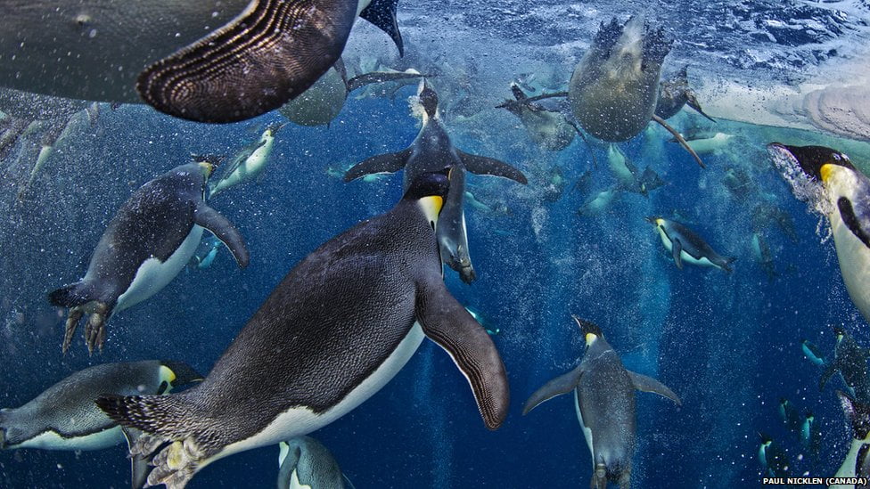 Bubble Jetting Emperors by Paul Nicklen -- overall winner in the Wildlife Photographer of the Year competition 2012 Bubble Jetting Emperors by Paul Nicklen -- overall winner in the Wildlife Photographer of the Year competition 2012