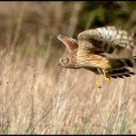 Irish Hen Harrier Shot in Co. Kerry