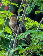 Sparrowhawk -- wrongly blamed for the decline in small bird numbers