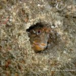Tompot Blenny Brian Tormey IWT