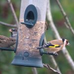 Garden Birds