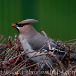 Waxwing in Clonakilty Co. Cork, Ireland