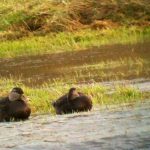 American Black Duck Ireland