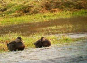 American Black Duck Ireland