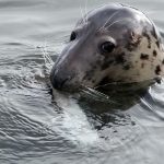 Grey Seal by Leon van der Noll