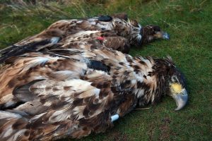 White-tailed eagles poisoned in Cork and Kerry