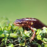 Smooth Newt by Andrew Kelly