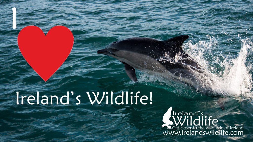 WildValentineWallpaper