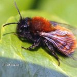 Andrena fulva - extinct solitary bee rediscovered in 2012