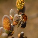 Common carder bee most common bumblebee in Ireland