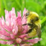 Great yellow bumblebee_almost extinct Ire_Dara Stanley