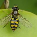 Hoverfly Eupeodes latifasciatus